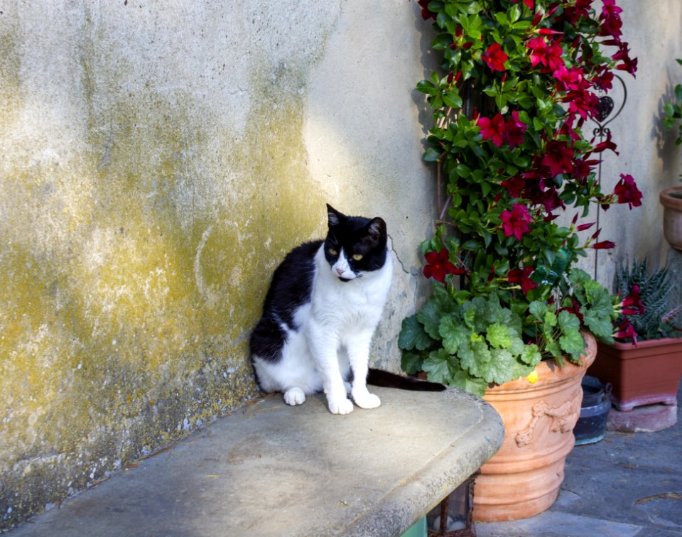 Cat, Small To Medium Sized Cats, Fauna, Dog Breed Group