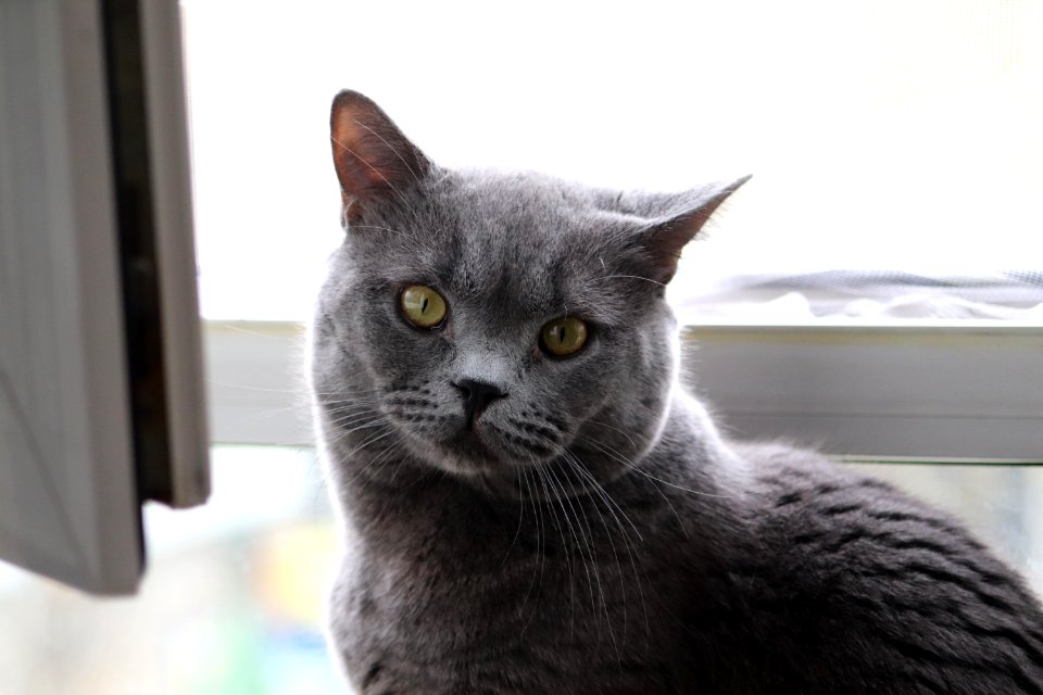 Cat, Mammal, Small To Medium Sized Cats, Cat Like Mammal