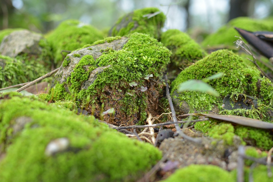 Forest floor wilderness lichen