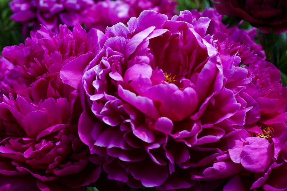 Flower, Purple, Plant, Peony