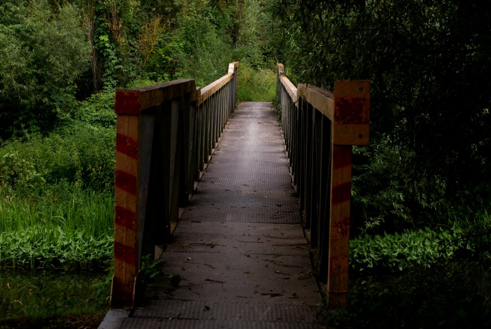 Path, Nature Reserve, Tree, Forest