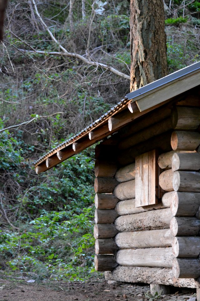 Path, Wood, Tree, Log Cabin photo