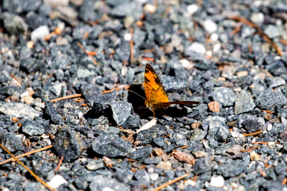 Fauna, Leaf, Insect, Rock