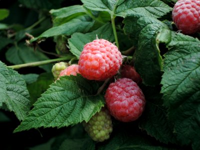 Raspberry, Berry, Raspberries Blackberries And Dewberries, Fruit photo