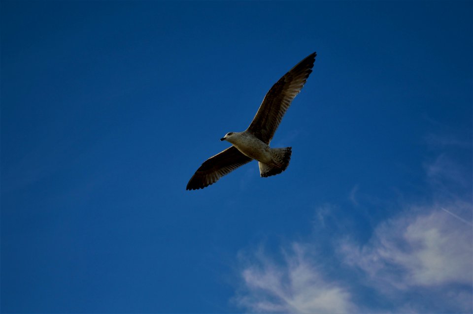 Sky, Bird, Beak, Flight