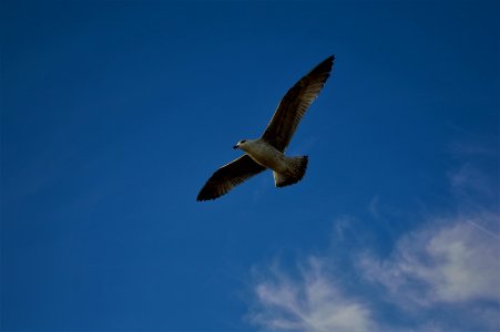 Sky, Bird, Beak, Flight