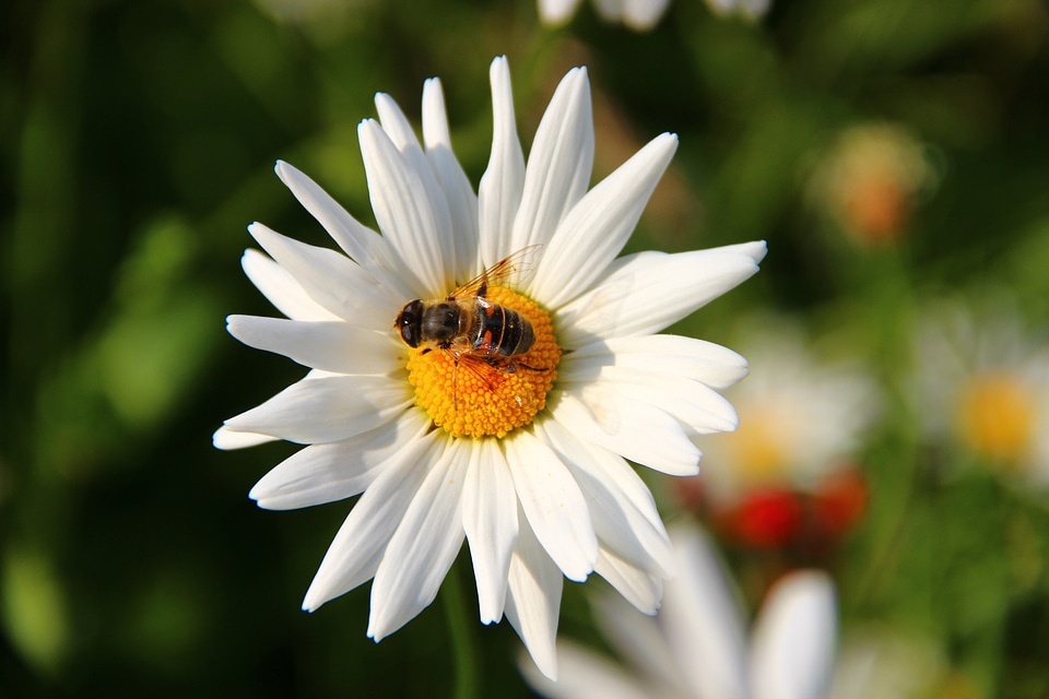 Asteraceae flower spring