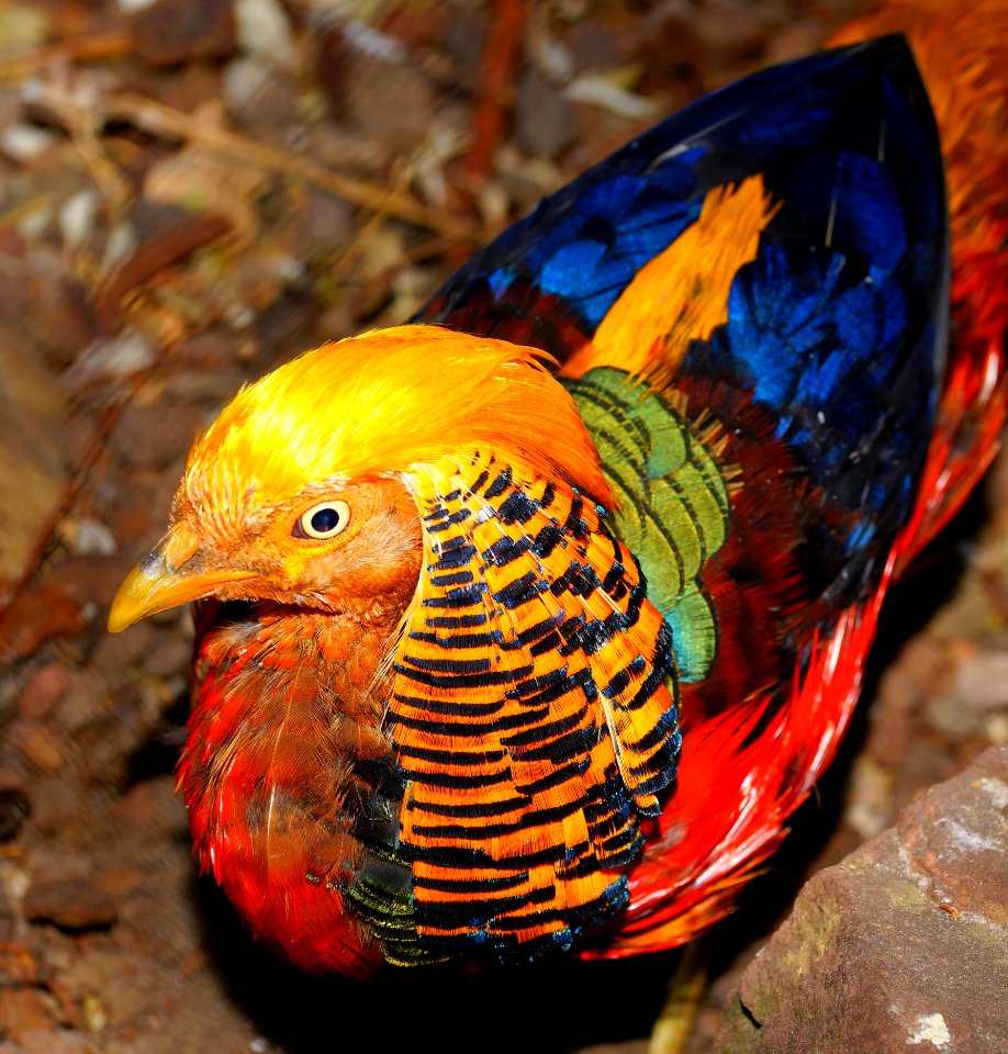 Fauna, Beak, Bird, Galliformes