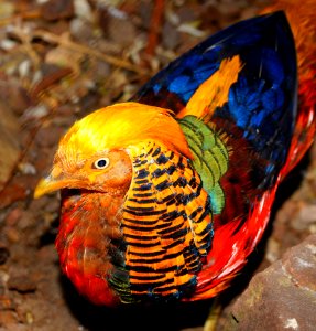 Fauna, Beak, Bird, Galliformes