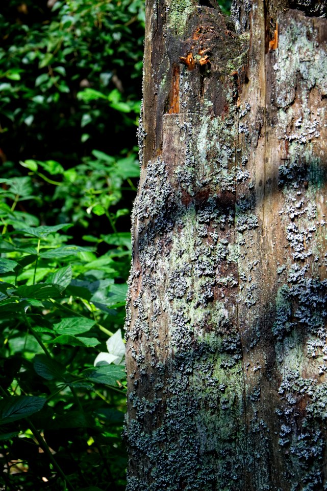 Tree, Trunk, Woody Plant, Woodland