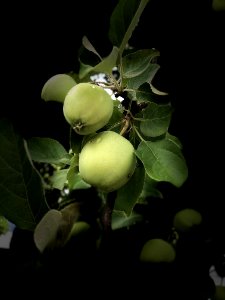 Fruit Tree, Plant, Leaf, Fruit