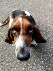 Dog, Dog Breed, Basset Artsien Normand, Finnish Hound