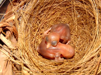 Fauna, Bird Nest, Straw, Nest