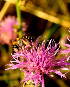 Flower, Bee, Honey Bee, Insect photo