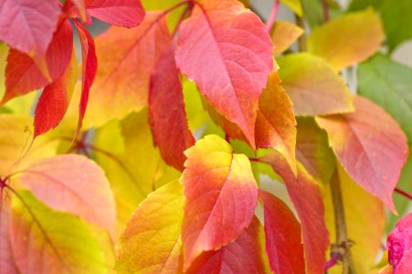 Leaf, Autumn, Close Up, Branch photo