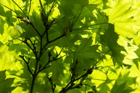 Leaf, Branch, Tree, Vegetation photo