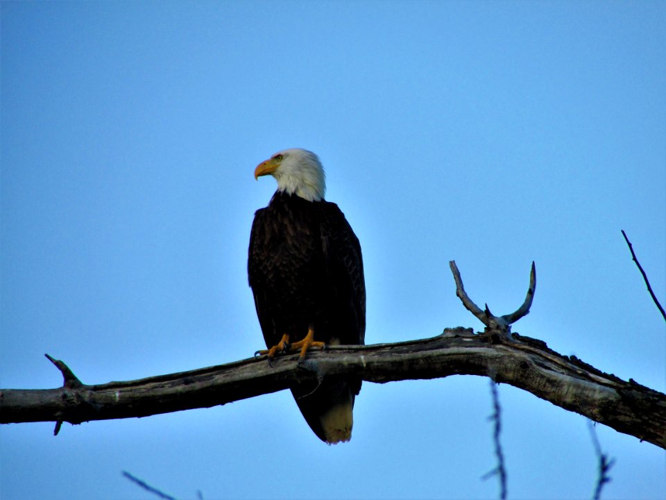 Bird, Eagle, Bird Of Prey, Bald Eagle