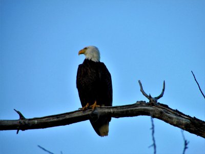 Bird, Eagle, Bird Of Prey, Bald Eagle photo