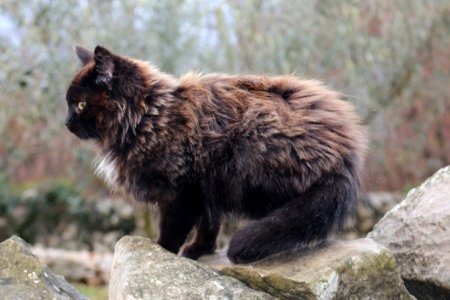 Fauna, Cat, Fur, Whiskers