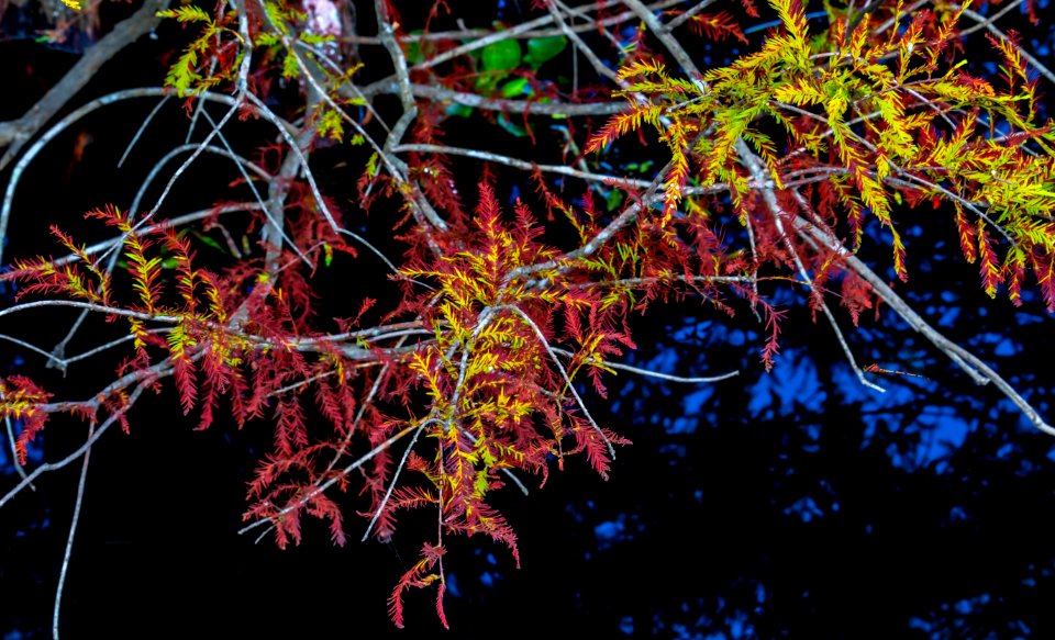 Nature, Leaf, Tree, Plant