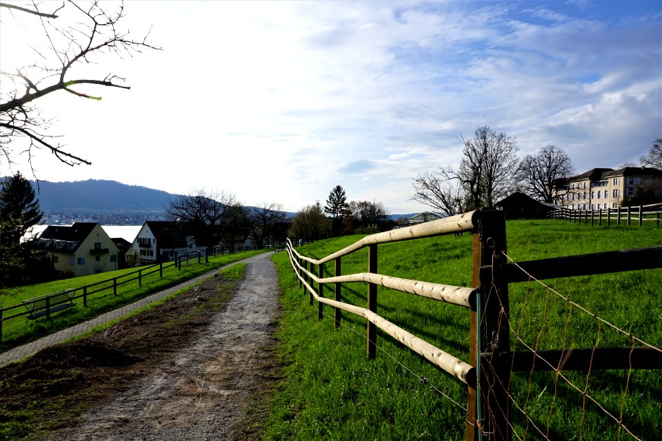 Sky, Tree, Pasture, Woody Plant