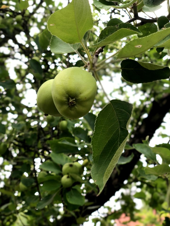 Fruit Tree, Leaf, Branch, Fruit