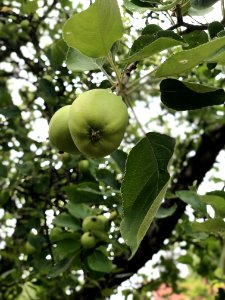 Fruit Tree, Leaf, Branch, Fruit