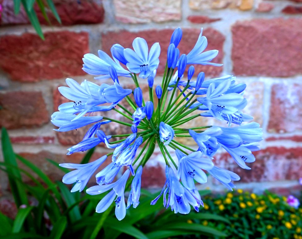 Flower, Blue, Plant, Flora