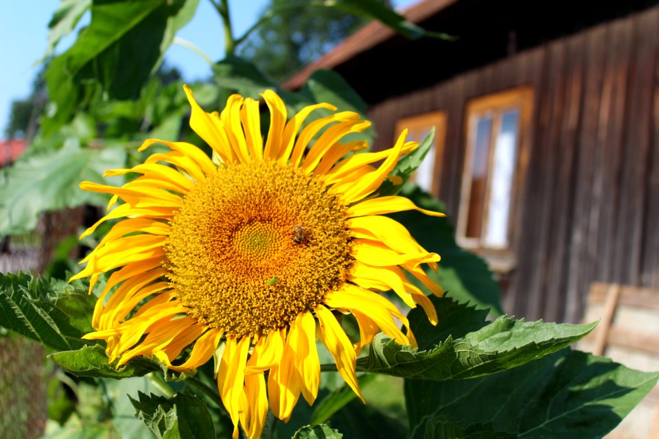 Flower, Sunflower, Yellow, Sunflower Seed