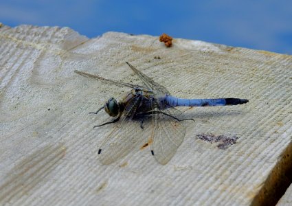 Insect, Fauna, Invertebrate, Dragonfly