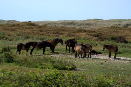 Wildlife, Ecosystem, Herd, Pasture photo