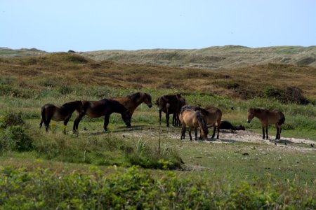 Wildlife, Ecosystem, Herd, Pasture