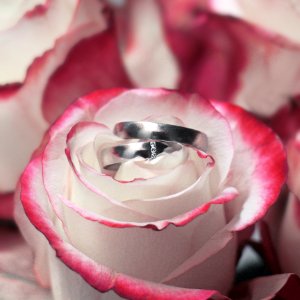 Pink, Flower, Petal, Close Up photo