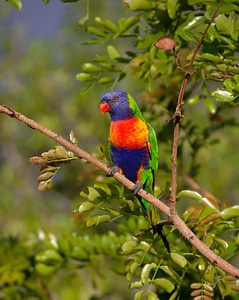 Bird australian wild photo