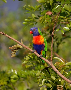 Bird australian wild
