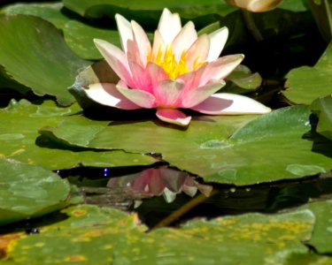 Flower, Flora, Leaf, Plant