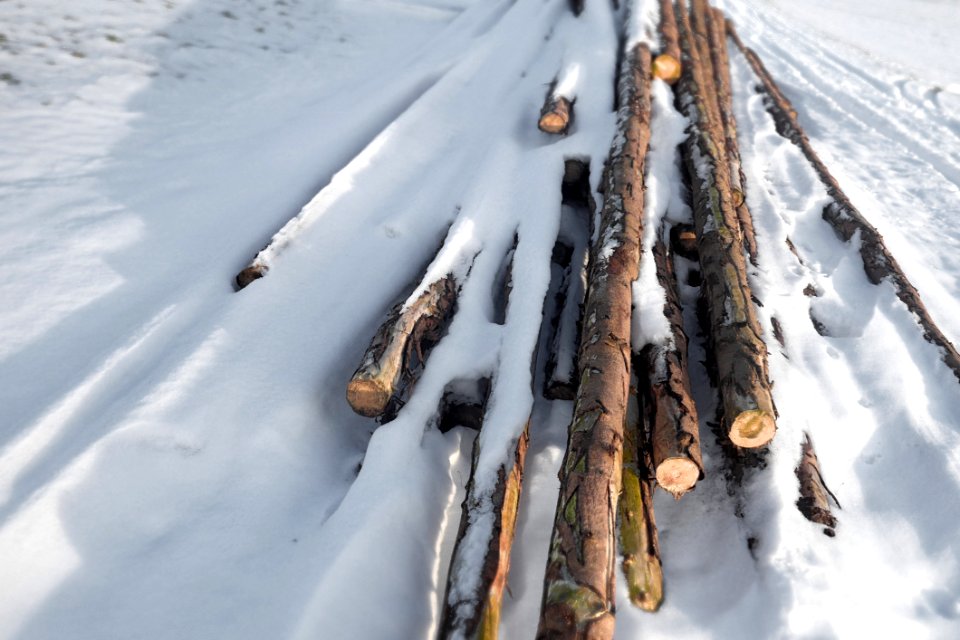 Snow, Winter, Tree, Freezing