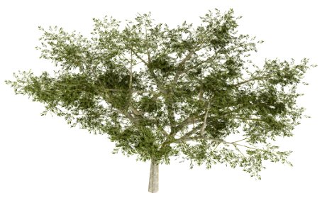 Tree, Woody Plant, Plant, Branch