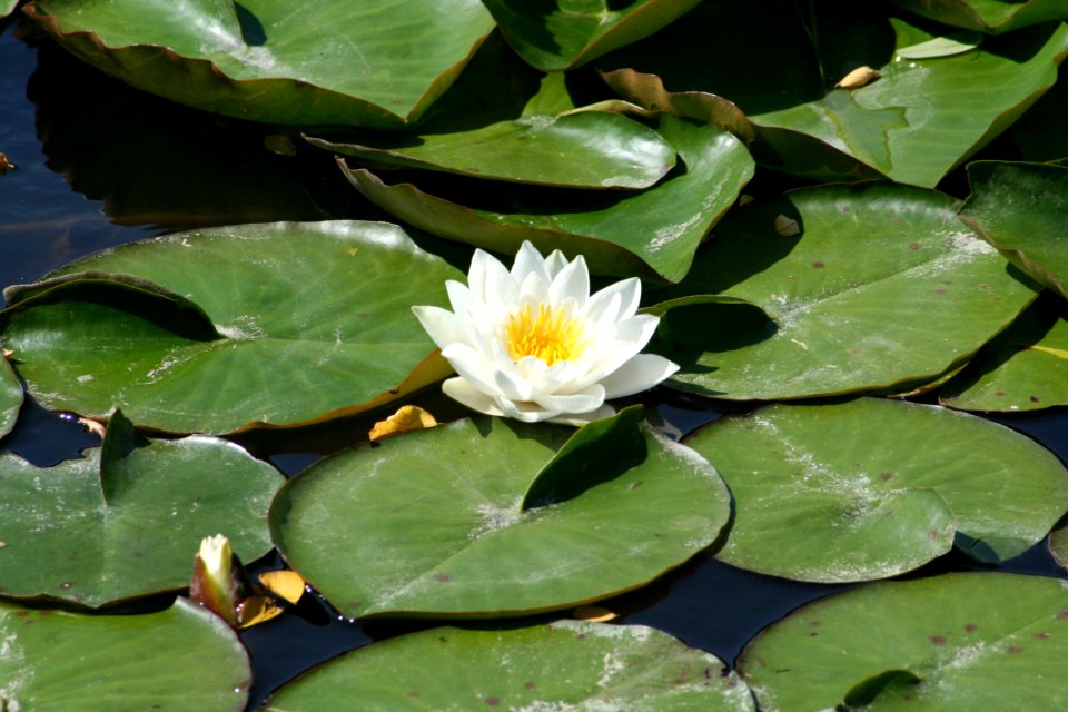 Plant, Flower, Leaf, Flora