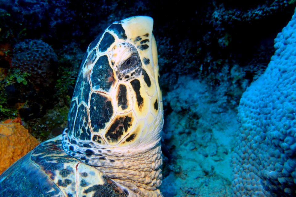 Turtle, Sea Turtle, Marine Biology, Ecosystem