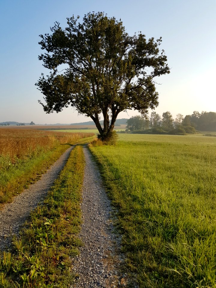 Tree, Field, Woody Plant, Sky