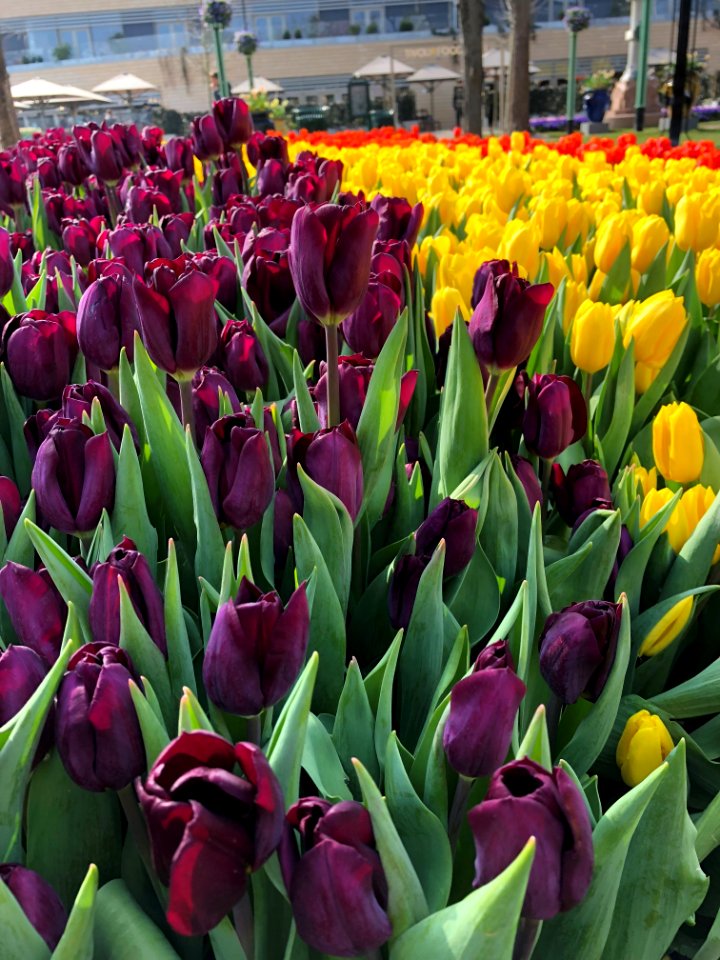 Flower, Plant, Flowering Plant, Tulip