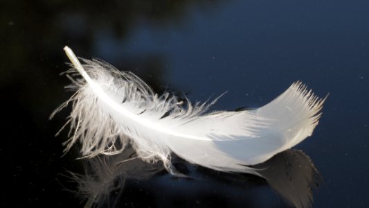 Feather, Wing, Bird, Close Up