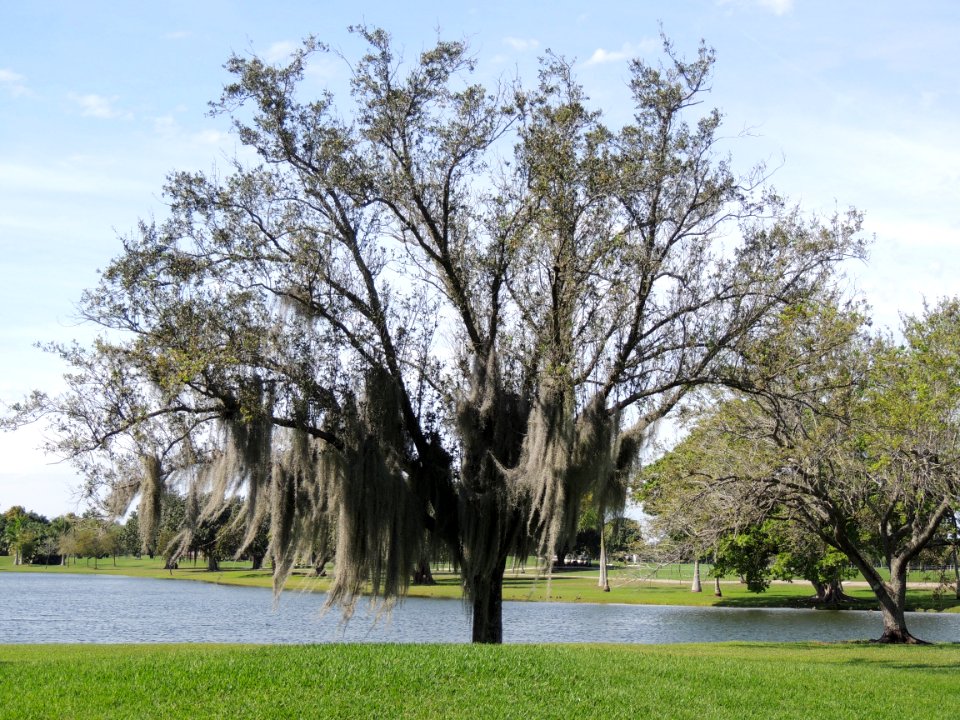 Tree, Woody Plant, Plant, Branch