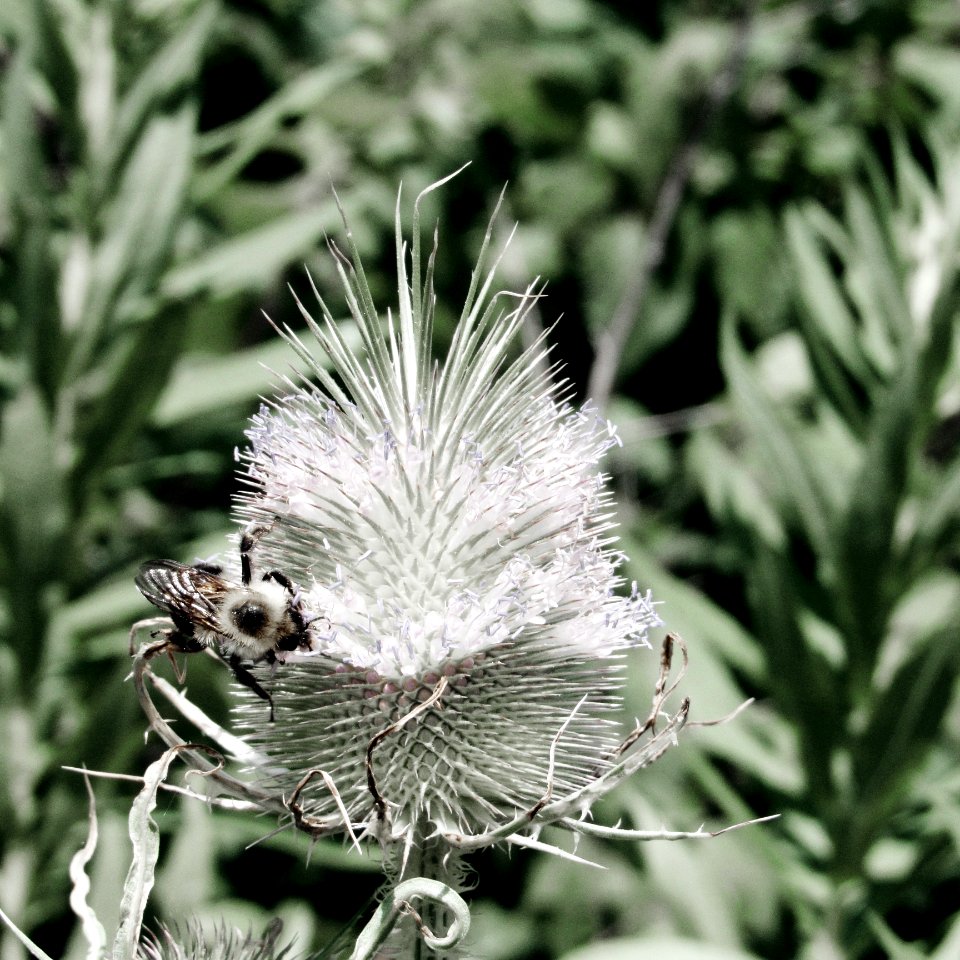 Flora, Plant, Insect, Membrane Winged Insect