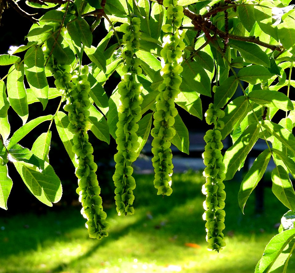 Plant, Leaf, Vegetation, Tree