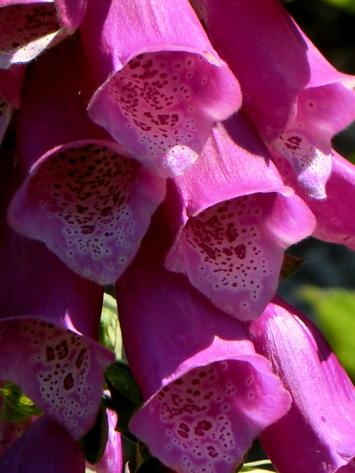 Pink, Flower, Purple, Violet photo