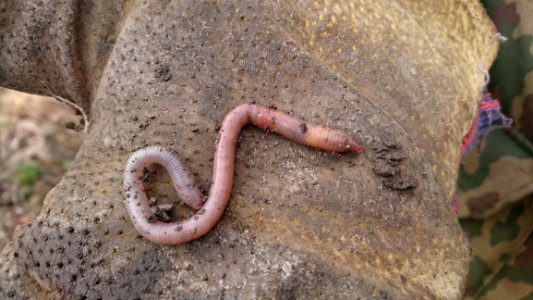 Ringed Worm, Soil, Organism, Terrestrial Animal