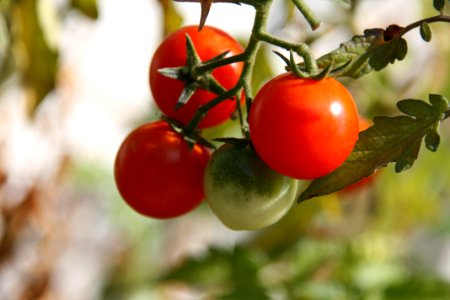 Natural Foods, Fruit, Tomato, Potato And Tomato Genus photo