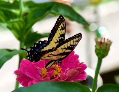 Butterfly, Moths And Butterflies, Insect, Flower